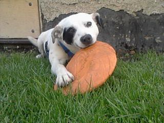 Tinka